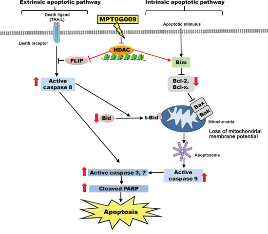 Schematic summary of MPT0G009-induced apoptosis in human HCC cells by inhibiting HDAC.