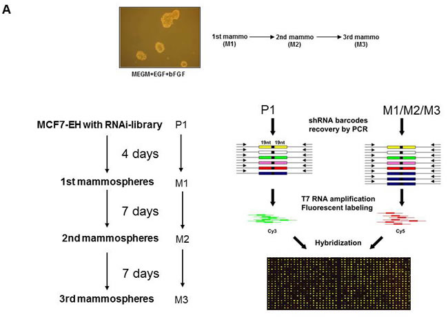 Positive selection shRNA screen mammosphere formation.