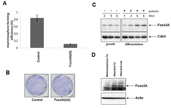 Modification of FOXO3A activity results in a change in number of mammospheres.