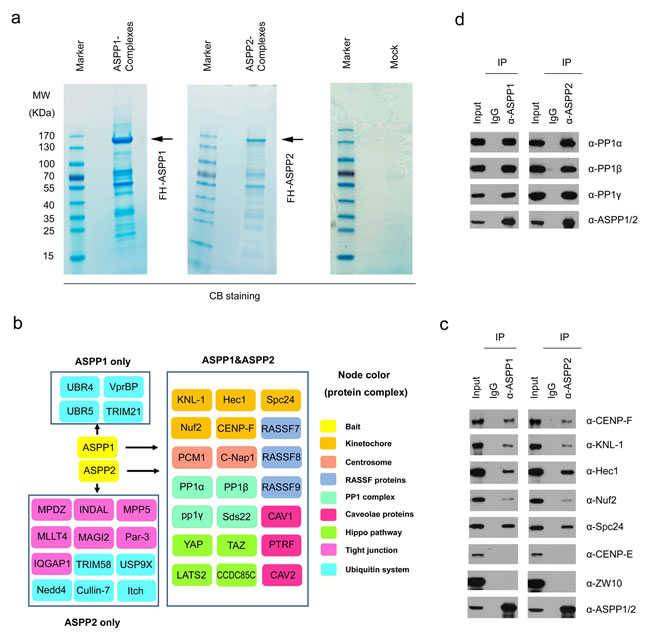 ASPP1/2 interact with multiple kinetochore components.