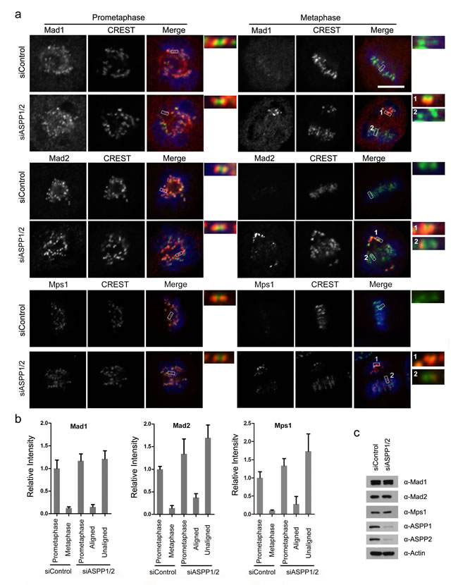 ASPP1/2 co-depletion causes SAC hyperactivation.