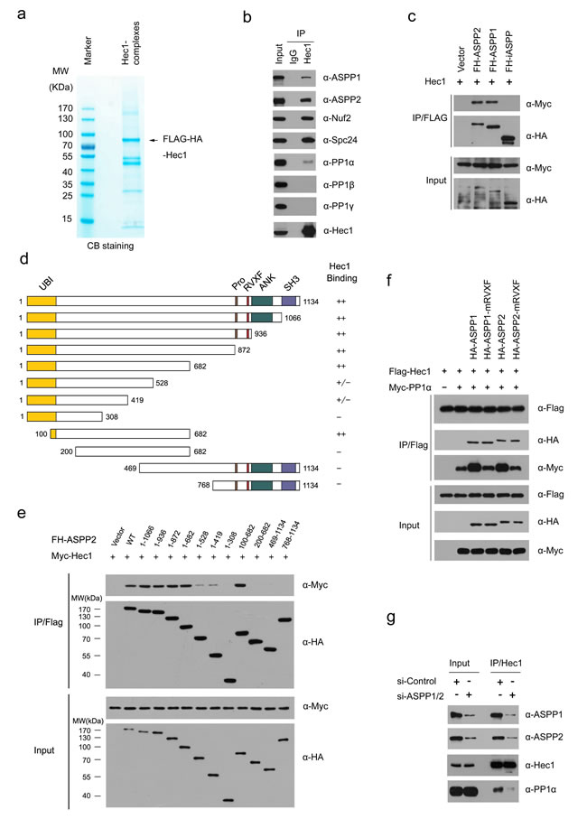 ASPP1/2 facilitate the interaction between Hec1 and PP1&#x3b1;.