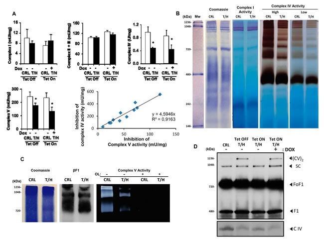 Activities and assembly of OXPHOS complexes in the liver of hIF1 mice.