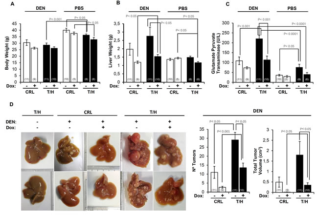 The expression of hIF1 increased DEN-induced hepatocarcinogenesis (HCC).