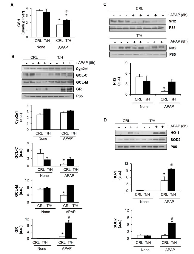 APAP treatment triggers a strong antioxidant response in the liver of hIF1 mice.