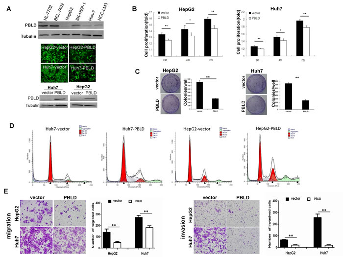 PBLD inhibited proliferation, migration and invasion