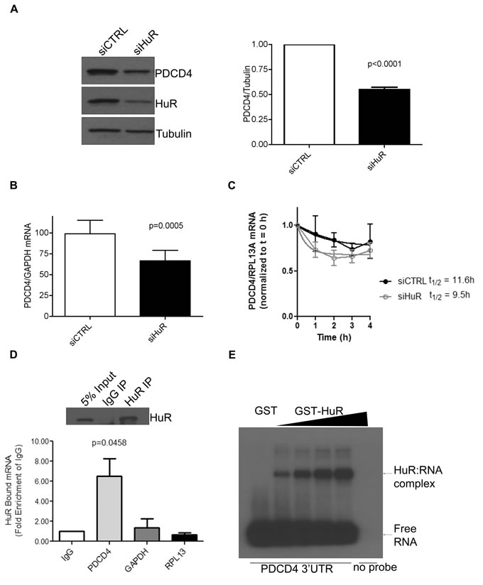 HuR directly binds to PDCD4 3&#x2019;UTR mRNA to regulate its protein expression.