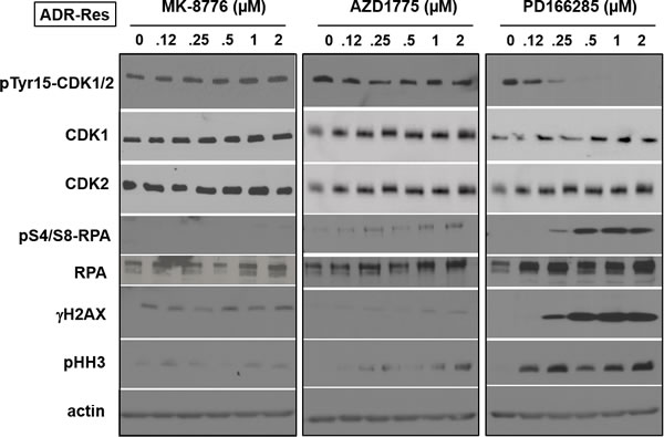 Mechanism of resistance of ADR-Res cells to MK-8776.