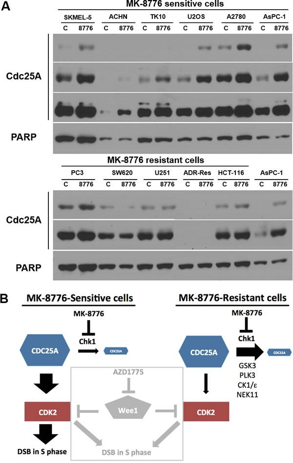 Impact of MK-8776 on CDC25A levels in sensitive and resistant cells.