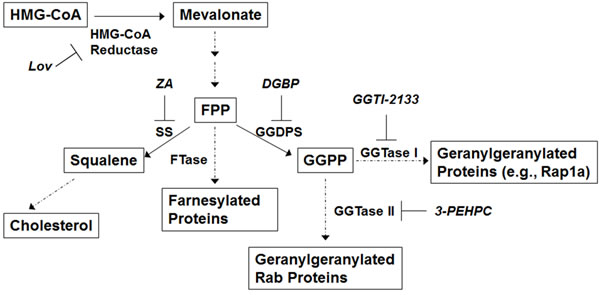 The isoprenoid biosynthetic pathway.