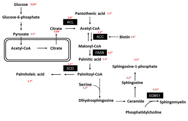 Prostate cancer metabolism is associated with increased fatty acid synthesis.