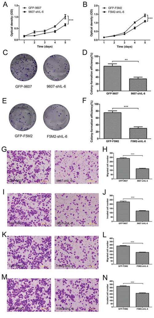 Inhibition of cell proliferation, migration, and invasion after shRNA treatment.