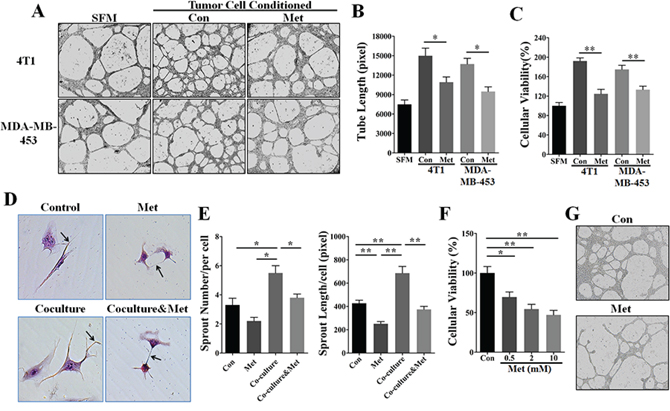 Metformin inhibited HER2+ tumor angiogenesis by a paracrine related mechanism.