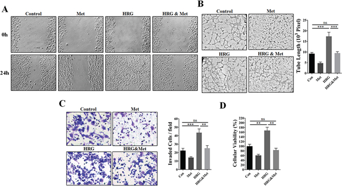 Metformin abrogated HRG-&#x03B2;1-HER2 signaling-induced angiogenic promotion in vitro.