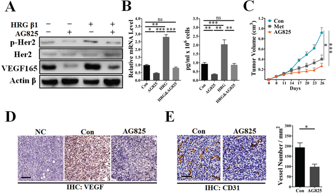 AG825 decreased HER2 signaling-induced VEGF expression and suppressed tumor angiogenesis.