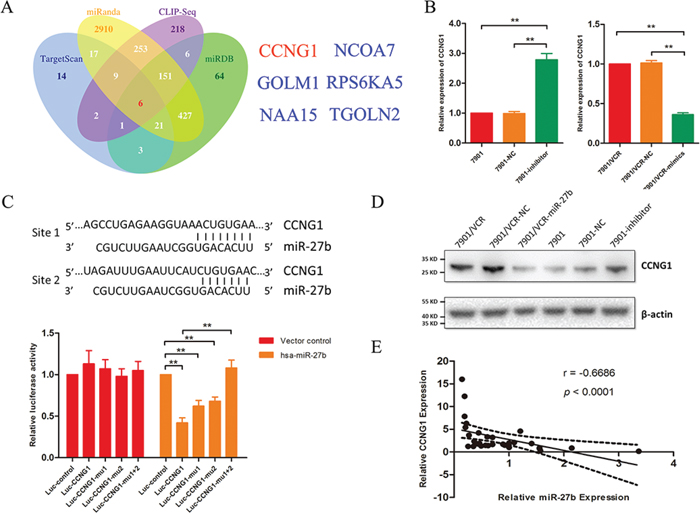 CCNG1 is a target gene of miR-27b.