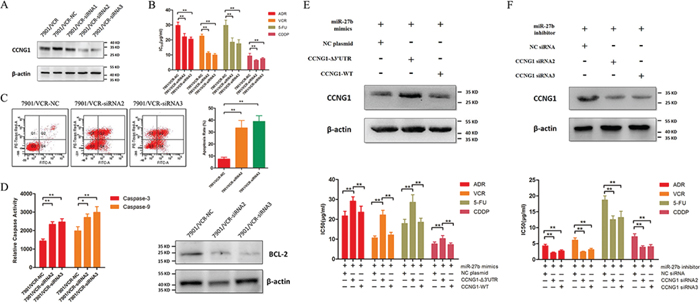 The effects of miR-27b on the chemo-sensitivity and apoptosis of GC cells are mediated by CCNG1.