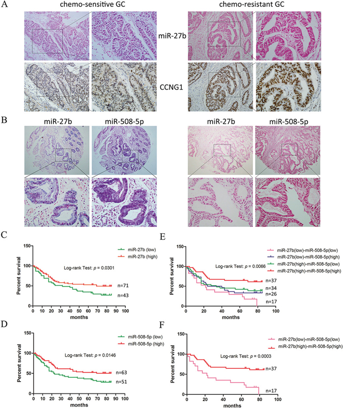 miR-27b and miR-508-5p are associated with chemo-sensitivity and the overall survival period among patients with GC.