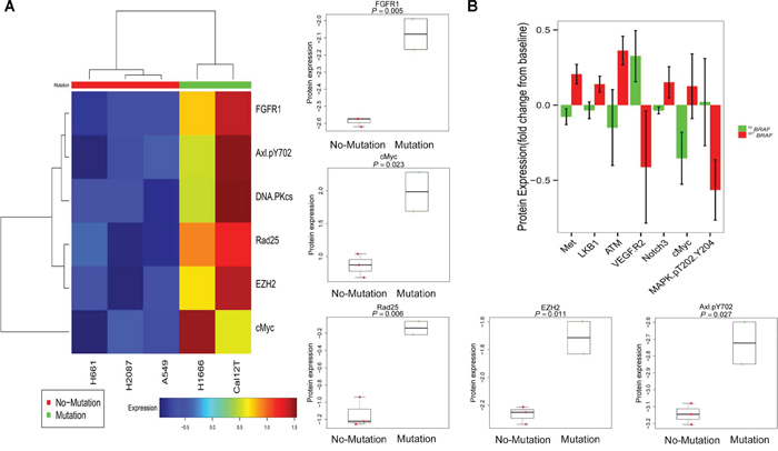 Proteins involved in DNA repair and TAZ are differentially expressed and modulated between non-small cell lung cancer cells with kinase-inactivating BRAF mutations (KIBRAF) and those with wild-type BRAF (WTBRAF).