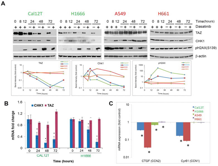 Chk1 and TAZ are differentially modulated between non-small cell lung cancer cells with BRAF mutations (KIBRAF) and those with wild-type BRAF (WTBRAF).