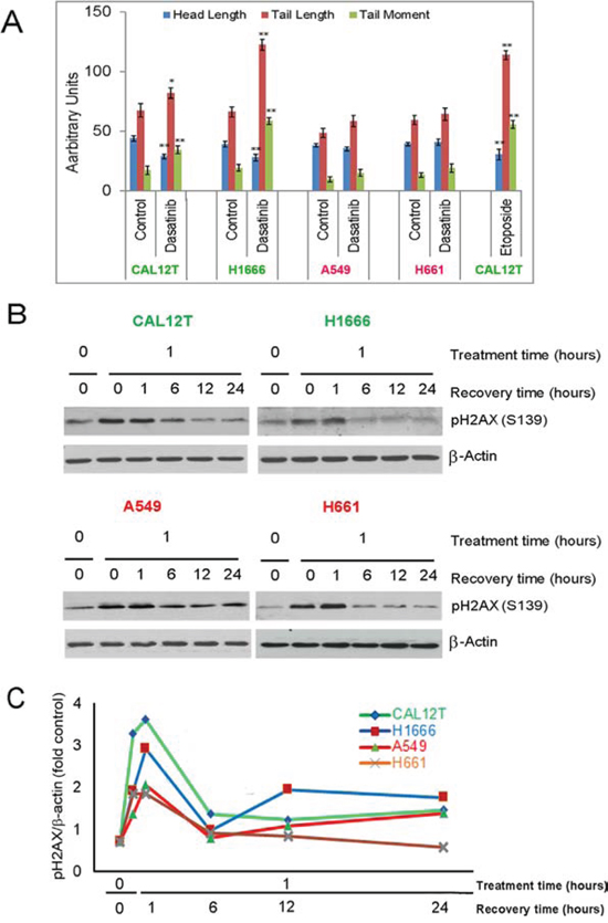 Dasatinib induces DNA damage in non-small cell lung cancer cells with kinase-inactivating BRAF mutations (KIBRAF).