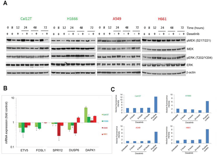 Dasatinib does not induce oncogene-induced senescence.