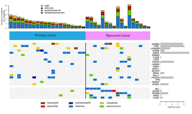 Frequently mutated genes identified in 37 bladder carcinomas.