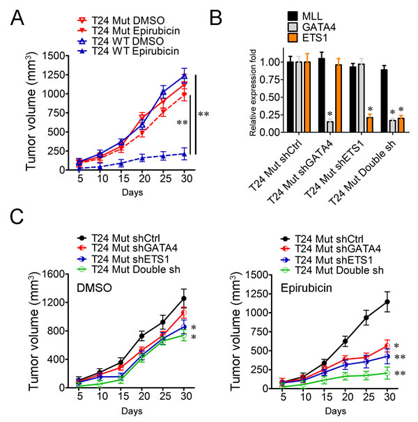 GATA4 and ETS1 participate in the drug-resistance of