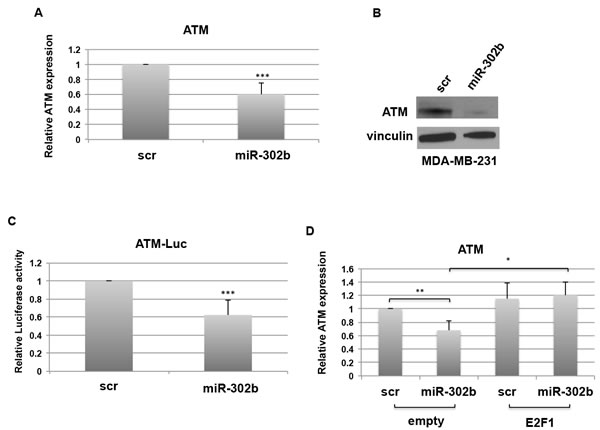 miR-302b indirectly targets ATM.