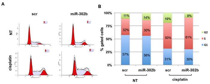 miR-302b affects cell cycle progression after cisplatin treatment in MDA-MB-231.
