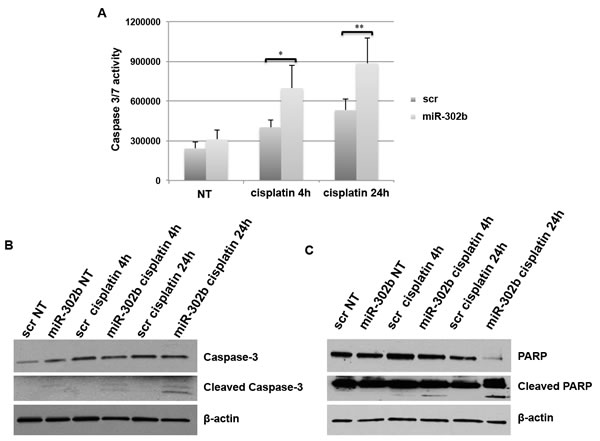 miR-302b effects on apoptosis.