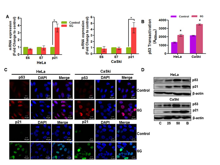 6G induces p53 reactivation in cervical cancer cells.