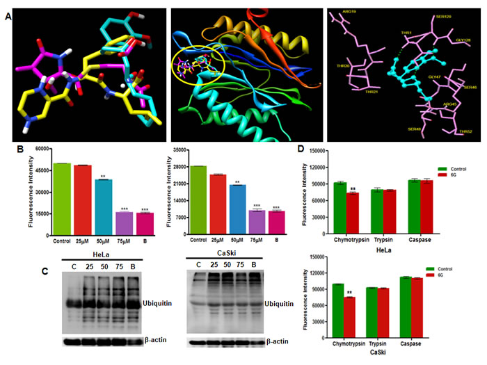 6G inhibits proteasome activity in HPV positive cervical cancer cells.