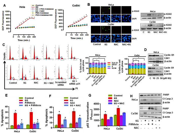 6G induced ROS and DNA damage enhances p53 dependent G2/M cell cycle arrest in cervical cancer cells.