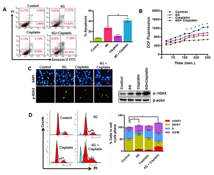 6G potentiates cisplatin induced cytotoxicity in HeLa cells.