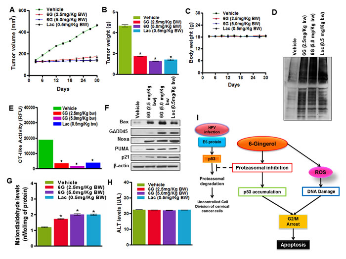 6G inhibits tumor growth in a HeLa xenografts model.