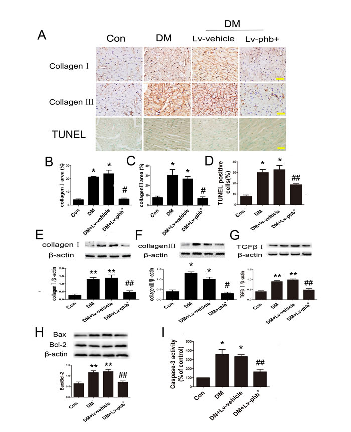 Effect of PHB on collagen deposition and apoptosis
