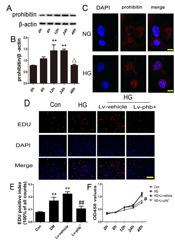 HG effect on PHB production in CFs and PHB overexpression inhibiting CF proliferation.
