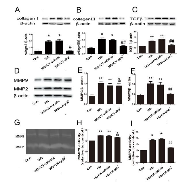 Effect of PHB on protein expression of collagen and MMPs in CFs.