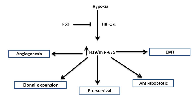 Figure 1:The various roles of H19/miR-675 in the hypoxic stress response: