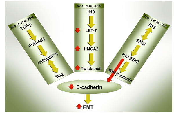 H19/miR-675 suppress E-cadherin to induce EMT through multiple modes of action: