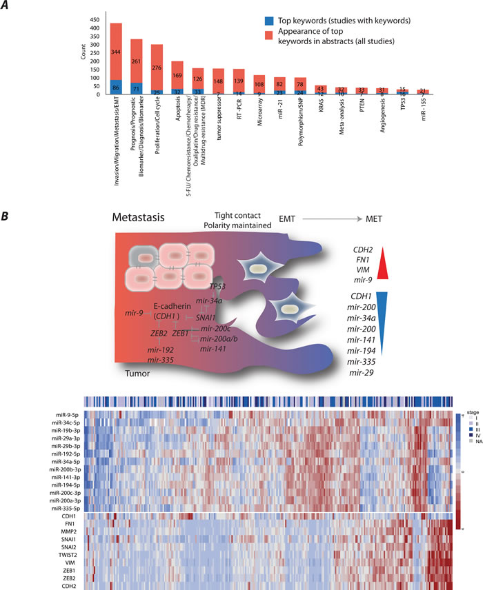 Main miRNA research themes in colorectal cancer (CRC) studies.