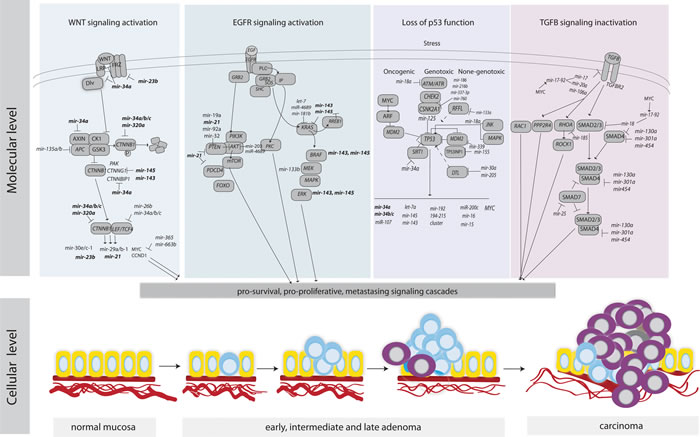 An overview of key signaling pathways in CRC and the regulation of their components by miRNAs.