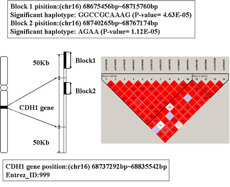 The haplotype analysis result of CDH1 gene.