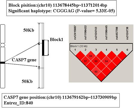 The haplotype analysis result of CASP7 gene.