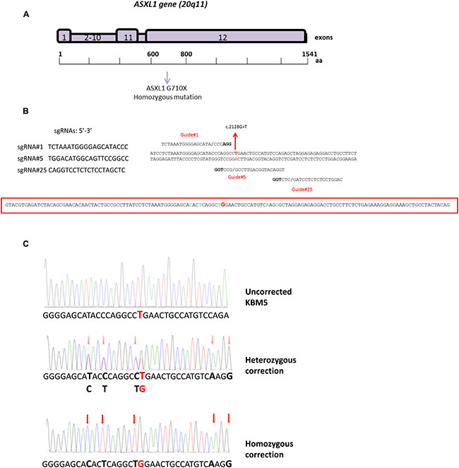CRISPR/Cas9-mediated correction of ASXL1 mutations in the CML cell line KBM5.