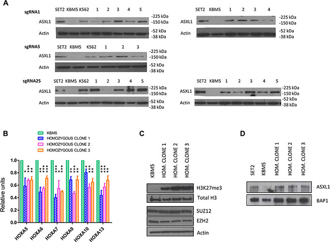 Functional effects of CRISPR/Cas9-mediated ASXL1 mutation correction.