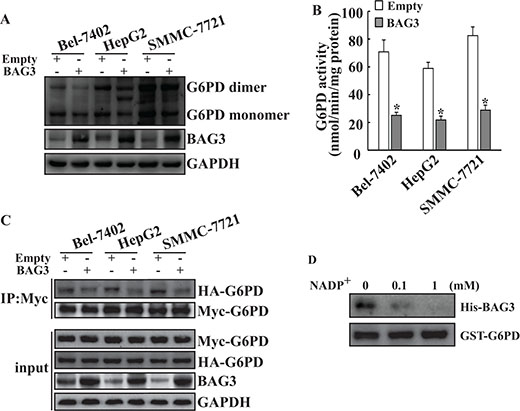 Forced BAG3 expression suppresses dimerization and activity of G6PD in HCCs.