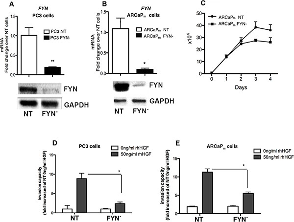 FYN promotes invasion of PCa cells in vitro in response to HGF stimulation.