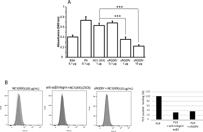 cRGDfV blocking peptide inhibits the NC1(XIX) binding on &#x03B1;v&#x03B2;3 integrin.